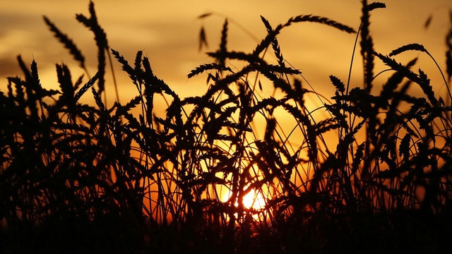 Vụ thu hoạch tồi tệ nhất nhiều năm qua ở Nga trong bối cảnh khủng hoảng lương thực toàn cầu - Ảnh 1.