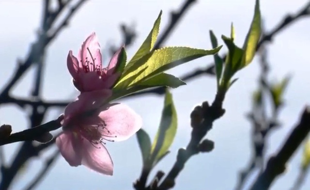 Độc đáo cây hoa đào 3 màu ở phố núi Đà Lạt | VTV.VN