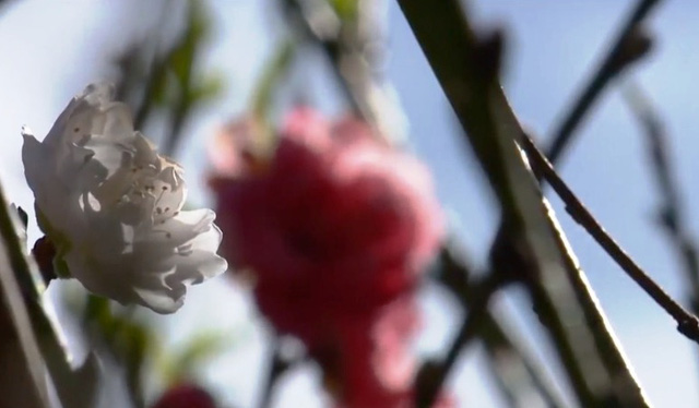 Độc đáo cây hoa đào 3 màu ở phố núi Đà Lạt | VTV.VN