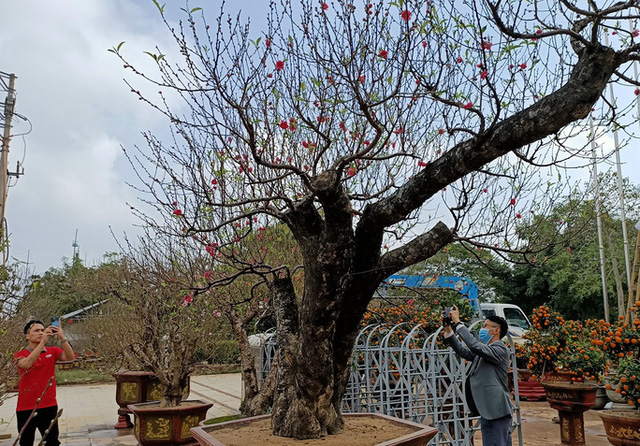 Đào khủng có dáng bàn tay lộc được hét giá gần 100 triệu đồng - Ảnh 6.