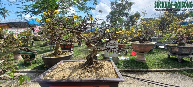 Cận cảnh cây mai được hét giá gần 4 tỷ đồng tại chợ hoa xuân ở Huế - Ảnh 2.