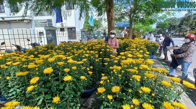 Cận cảnh cây mai được hét giá gần 4 tỷ đồng tại chợ hoa xuân ở Huế - Ảnh 9.