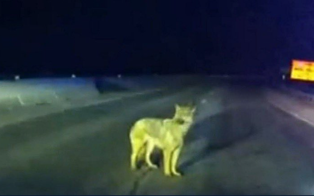 Chú chó thông minh dẫn cảnh sát đến “cứu sống chủ nhân” gặp tai nạn xe - Ảnh 2.