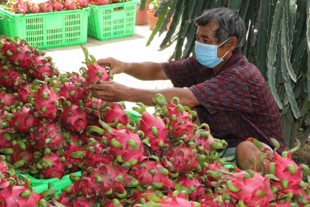 Đẩy mạnh xuất khẩu rau quả chính ngạch sang Trung Quốc - Ảnh 1.