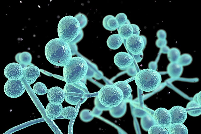WHO lần đầu xác định bệnh nấm là mối đe dọa với sức khỏe con người - Ảnh 1.