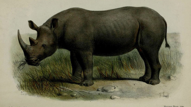 Sừng tê giác bị ngắn lại trong thế kỷ qua - Ảnh 1.