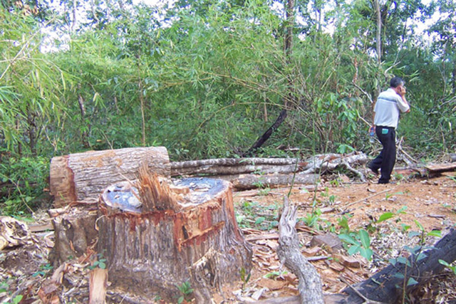Đề nghị chuyển hồ sơ sang cơ quan điều tra vụ công ty lâm nghiệp để mất hơn 1.700ha rừng  - Ảnh 1.