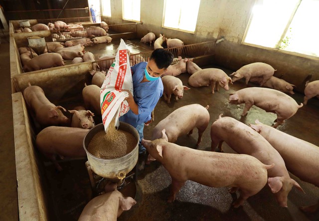 Giá thịt lợn cuối năm có thể tăng 15% - Ảnh 1.