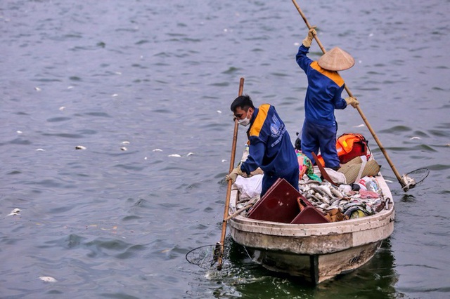 Hà Nội sẽ đánh bắt cá để giảm mật độ trong hồ Tây - Ảnh 1.