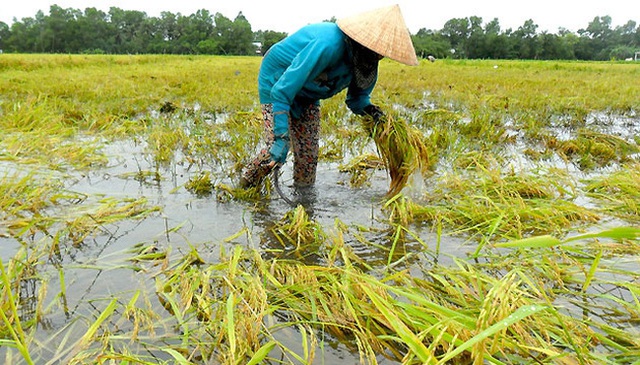 Bảo hiểm chỉ số thời tiết cho nông dân trồng lúa dựa trên công nghệ blockchain - Ảnh 1.