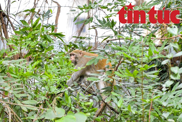 Điều gì xảy ra khi những chú khỉ tấn công ở Hà Nội? Hãy đến với những hình ảnh đầy mạo hiểm và kịch tính này để tìm ra câu trả lời. Bạn sẽ được xem những cảnh hoang dã và đầy kịch tính của những con vật này khiến bạn không thể rời mắt.