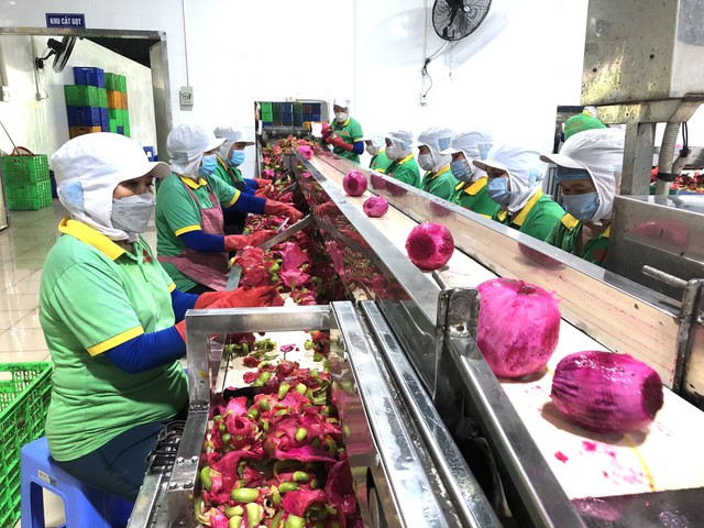 Nghị định thư xuất khẩu chuối sang Trung Quốc: Cơ hội mở rộng thị trường nông sản - Ảnh 2.