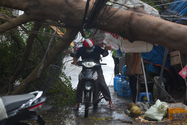 TP Hồ Chí Minh rà soát, cắt tỉa cây xanh mùa mưa bão - Ảnh 1.
