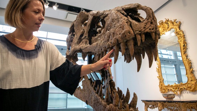 Tại sao giao bán hóa thạch khủng long lại là mất mát lớn của nền khoa học? | VTV.VN