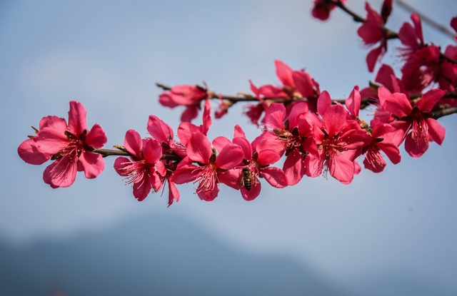 Hãy chiêm ngưỡng những bông hoa đào Tết rực rỡ trong giá rét cùng với những hình ảnh tuyệt đẹp ngập tràn niềm vui Tết. Không những thế, bạn còn có thể tận hưởng không khí rộn ràng của một Tết đầy thú vị qua những hình ảnh tuyệt vời này.