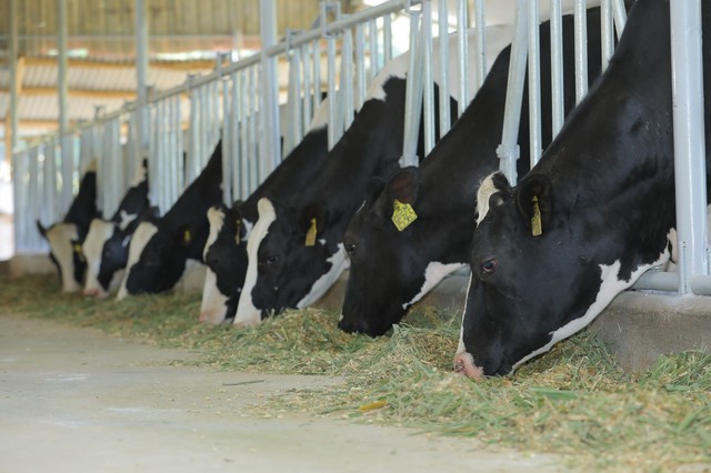 Tập đoàn TH bàn giao bò sữa HF thuần chủng cho nông dân Lâm Đồng - Ảnh 3.