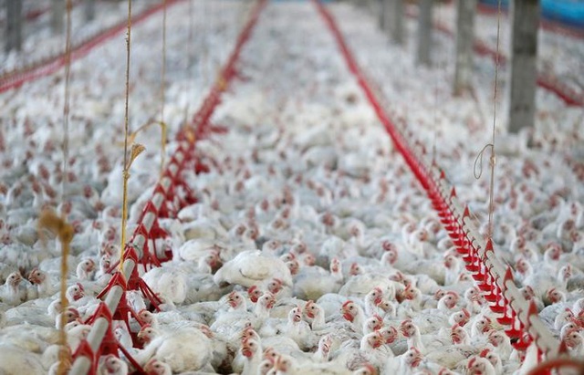 Mỹ ghi nhận dịch cúm gia cầm có độc lực cao tại trang trại gà tây ở bang Indiana - Ảnh 1.