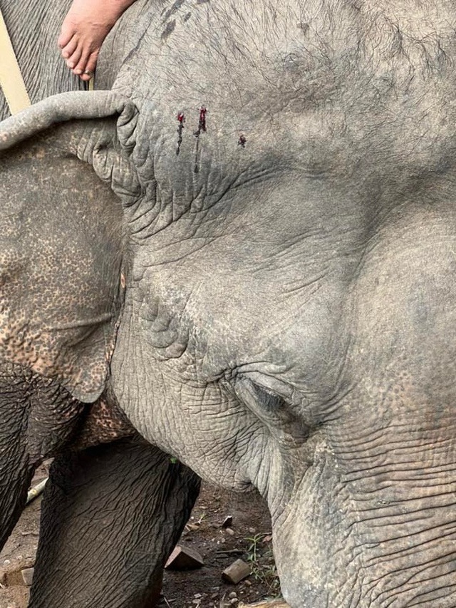 Xót xa trước hình ảnh voi bị hành hạ, cõng khách du lịch - Ảnh 1.