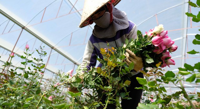 Giá hoa hồng Đà Lạt cho ngày Valentine tăng gấp từ 2 - 3 lần - Ảnh 1.