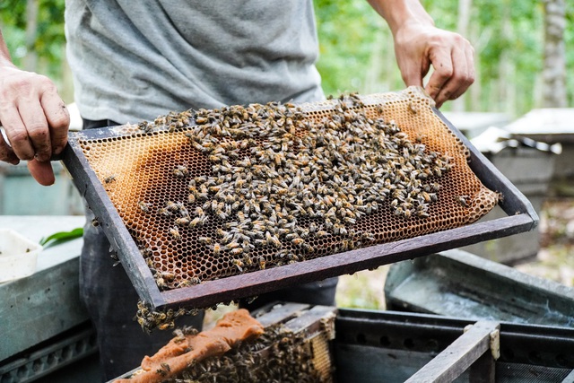 Bị áp thuế hơn 400%, mật ong Việt Nam tắc đường sang Mỹ? - Ảnh 2.