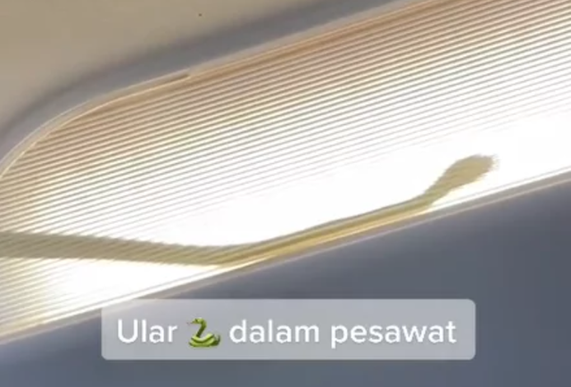 Máy bay của hãng hàng không AirAsia phải hạ cánh khẩn cấp do có rắn - Ảnh 1.