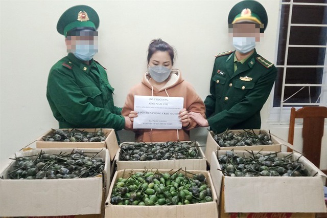 Vận chuyển 40kg quả thuốc phiện từ Lào về Việt Nam - Ảnh 1.