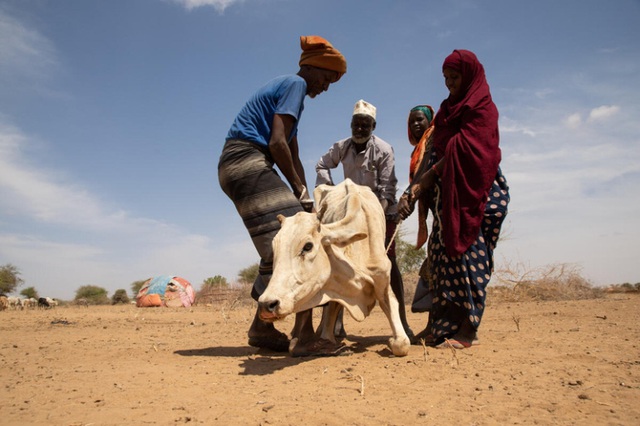 13 triệu người đối mặt với nạn đói khi hạn hán ở vùng Sừng châu Phi ngày càng tồi tệ - Ảnh 1.