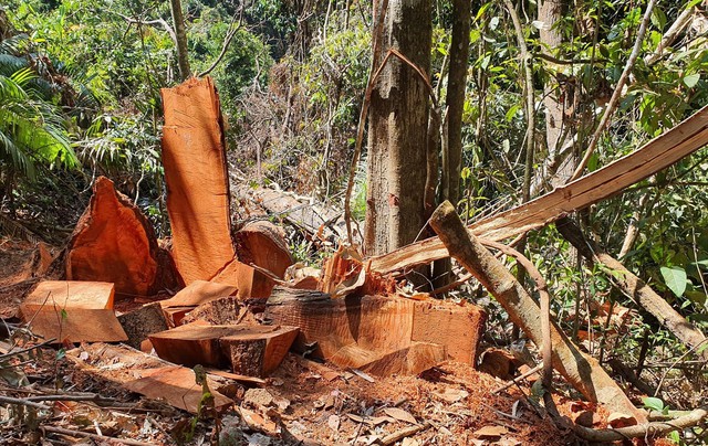 Phát hiện vụ phá rừng quy mô rất lớn tại Kon Tum - Ảnh 1.