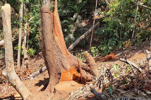 Phát hiện vụ phá rừng quy mô rất lớn tại Kon Tum - Ảnh 6.