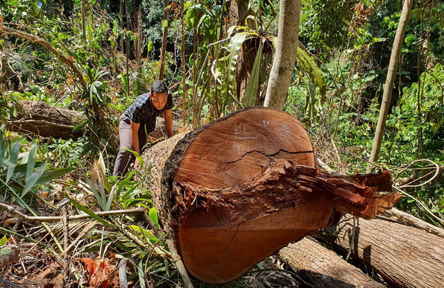 Phát hiện vụ phá rừng quy mô rất lớn tại Kon Tum - Ảnh 4.