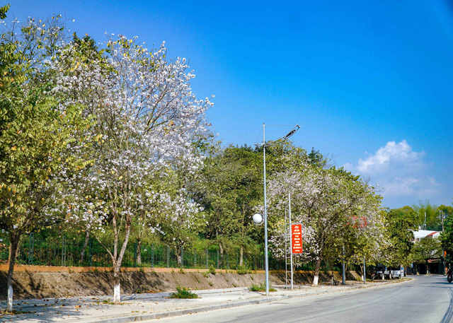 Ảnh: Hoa ban bung nở khắp phố núi Điện Biên - Ảnh 2.