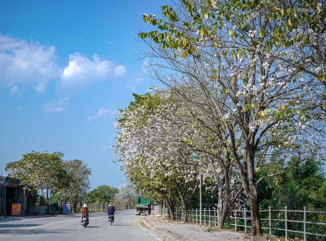 Ảnh: Hoa ban bung nở khắp phố núi Điện Biên - Ảnh 7.