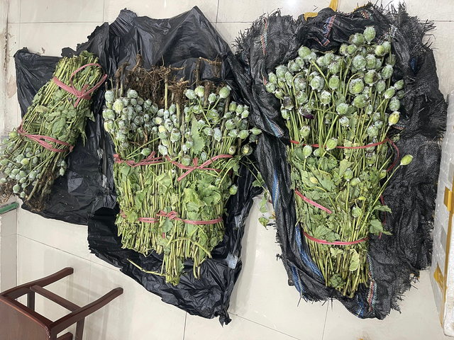 Phát hiện hơn 30kg cây thuốc phiện tươi đang được mang đi bán cho khách - Ảnh 1.