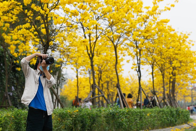 Người dân Hà Nội nô nức đi chụp ảnh con đường hoa Chuông vàng - Ảnh 3.