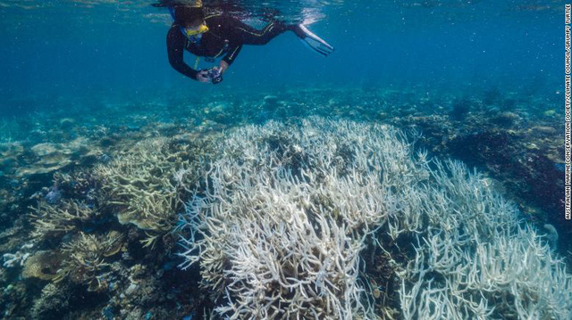 The Great Barrier Reef continues to suffer severe mass bleaching - Photo 2.
