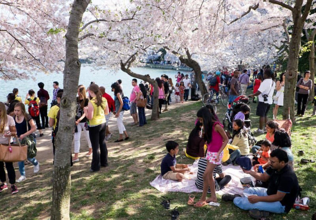 Blooming white, brilliant pink at the cherry blossom festival in the US capital - Photo 1.