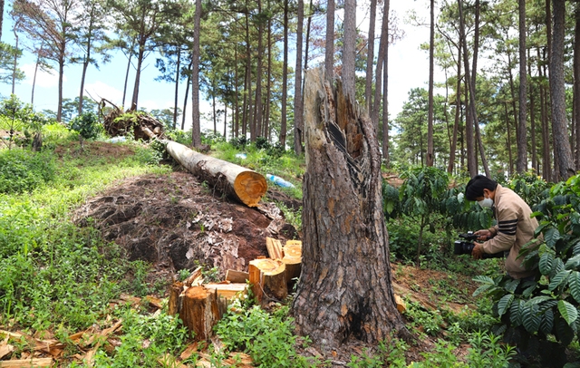 Thêm gần 2 ha rừng bị tàn phá tại Lâm Đồng - Ảnh 1.
