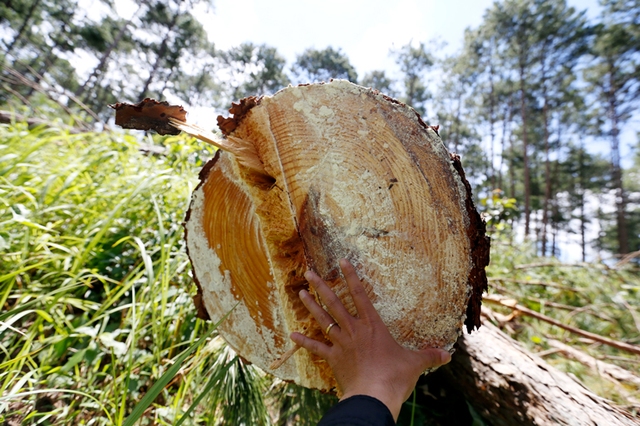 Thêm gần 2 ha rừng bị tàn phá tại Lâm Đồng - Ảnh 3.
