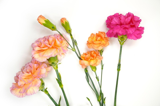 6 loại hoa phù hợp để tặng trong ngày Quốc tế Phụ nữ 8/3 - Ảnh 6.
