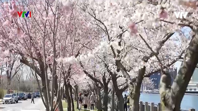 Admire cherry blossoms in New York City - Photo 1.