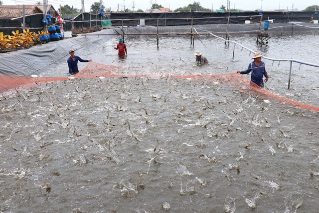 Shrimp exports are favorable, farmers are excited - Photo 1.