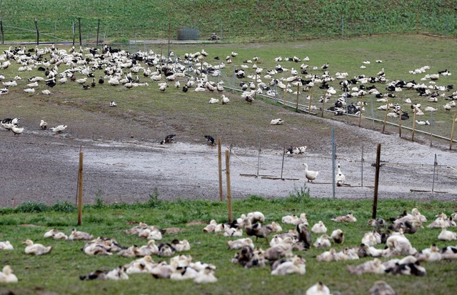 France faces the worst bird flu epidemic ever - Photo 1.