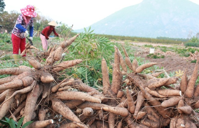 Trung Quốc gia tăng nhập khẩu sắn và tinh bột sắn của Việt Nam - Ảnh 2.