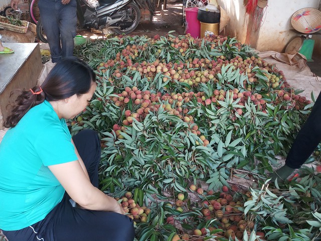 Vải u hồng Đắk Lắk vào TP. Hồ Chí Minh giá 80.000 đồng/kg - Ảnh 2.