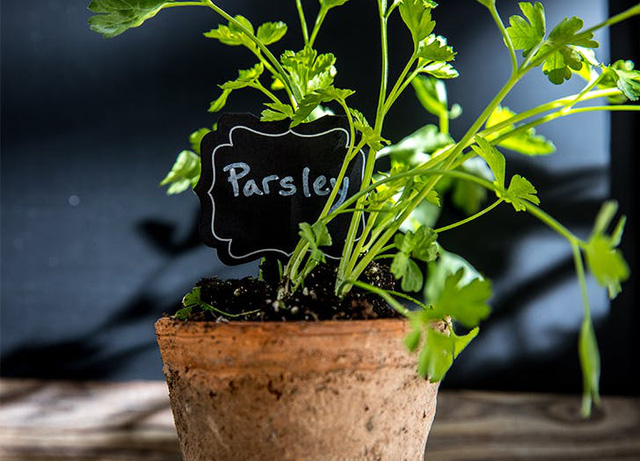 The best herbs to grow indoors - Photo 2.