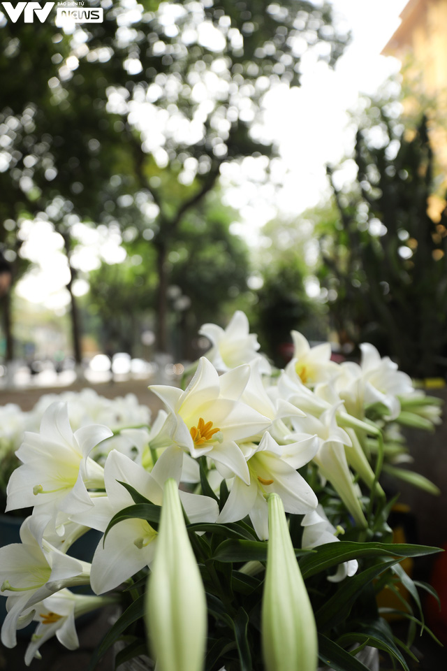 Hà Nội: Hoa loa kèn xuống phố, báo hiệu mùa hè sắp tới - Ảnh 5.