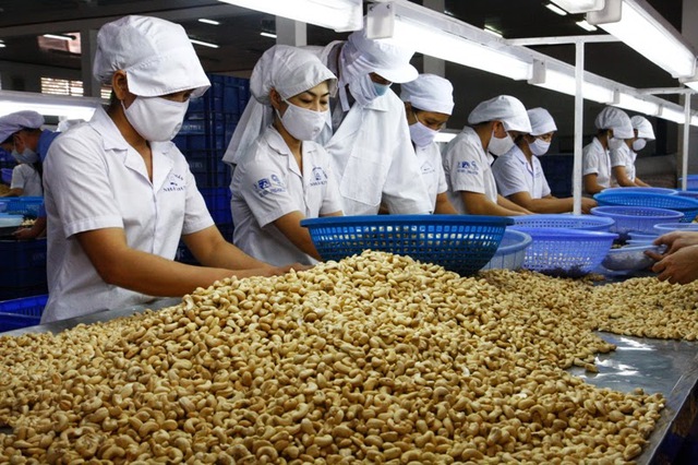 The case of 100 containers of cashews exported to Italy: Initial progress - Photo 1.