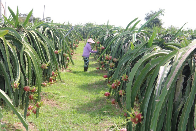 Farmers cut down thousands of hectares of dragon fruit - Photo 1.