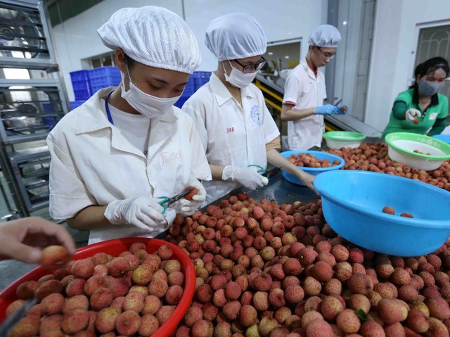 Increasing competitiveness for Vietnamese litchi in the US - Photo 1.