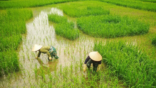 Nghỉ lễ 10/3, về Hang Múa, Tam Cốc ngắm lúa xanh đẹp nhất năm ở Ninh Bình - Ảnh 7.